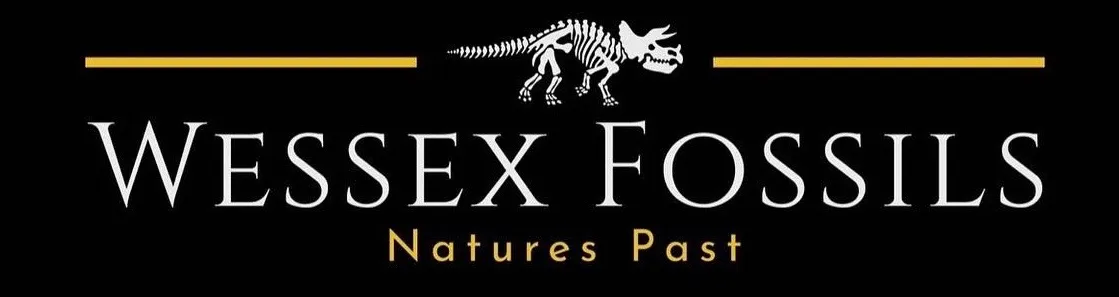 wessexfossils.co.uk